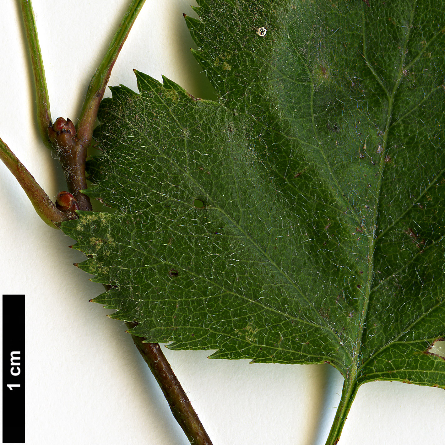 High resolution image: Family: Rosaceae - Genus: Crataegus - Taxon: pruinosa - SpeciesSub: var. georgiana